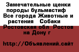 Замечательные щенки породы бульмастиф - Все города Животные и растения » Собаки   . Ростовская обл.,Ростов-на-Дону г.